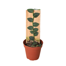 Rhaphidophora 'Hayi' (Shingle Plant)-4" Pot - $1,108.41 MXN