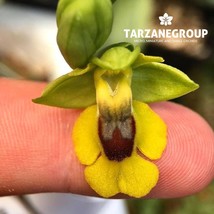 OPHRYS LUTEA &quot;BEE ORCHID&quot; EUROPEAN TERRESTRIAL ORCHID TUBER - $27.00