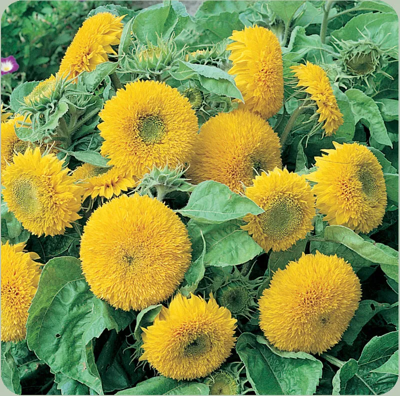 Sunflower Seeds Teddy Bear 100+ Annual Sungold Dwarf Flower USA - £6.31 GBP