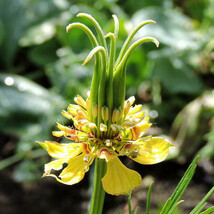 New Fresh Seeds Love In The Mist Orientalis Transformer Dried Seed Pod 1... - $8.16 CAD