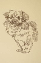 Tibetan Spaniel Dog Art Portrait Print #24 Kline adds dog name free WORD DRAWING - £39.46 GBP