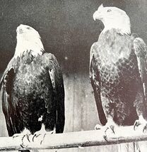 Bald Eagle Pair Of Males In Full Plumage 1936 Bird Print Nature DWU13 - $19.99
