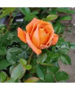 Amber Rose Tree Live Plant – Orange Rose, Compact Continuous Bloomer - $262.42