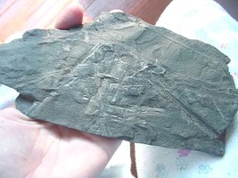 F-356e fossil Fern in slate matrix specimen St Clair Pennsylvania plant ... - $21.49