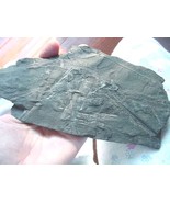 F-356e fossil Fern in slate matrix specimen St Clair Pennsylvania plant ... - $21.49