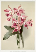 13570.Wall Decor Poster.Room Interior home design.Reichenbachia Orchid flower - £12.98 GBP+