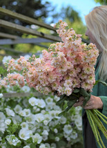 50 Apricot Evening Or Night Scented Stock Seeds Annual Matthiola Flower - £14.06 GBP