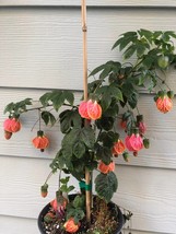 Abutilon pictum Tiger Eye - Japanese lantern flowering maple live starter plant - £18.37 GBP