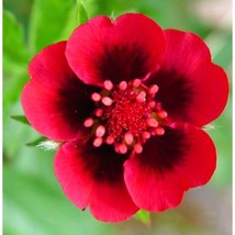 VP 200 Scarlet Cinquefoil Seeds, Us Native, Potentilla Thurberi Easy To Grow 2 - £5.00 GBP