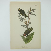 Bird Lithograph Print Golden-crested Kinglet John James Audubon Antique 1890 - £15.74 GBP