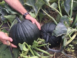 Grow In US 10 Dark Knight Pumpkin seeds Fall Unique Specialty Black - £11.78 GBP