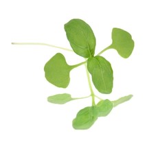 Simple Pack 3000 , Finest, Healthy,  seed Microgreens, Herb Basil Sweet / Green - £6.28 GBP