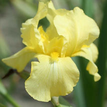 25 Iris Flower Sun Yellow Seeds Garden Plants - £10.99 GBP