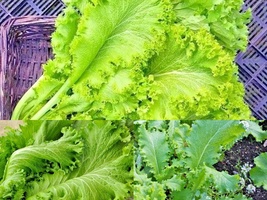 601+GIANT Curled Mustard Heirloom Vegetable Seeds Garden Container Greens Easy - £10.16 GBP