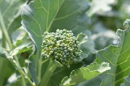Broccoli Raab Seeds Early Spring Rapini Rabe Fresh Fast Shipping - $3.98