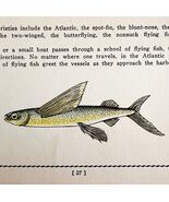 Flying Fish 1939 Salt Water Fish Gordon Ertz Color Plate Print Antique P... - $547.38 MXN