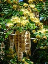 Fresh 20 WOMAN&#39;S TONGUE TREE White Mimosa Nectar Flower Albizia Lebbeck ... - $3.50
