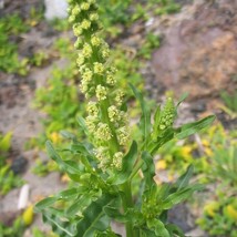 US Seller Weld Seeds Reseda Luteola Packet Of 50 Seeds Fast Shipping - $16.97