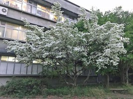 Best Chionanthus Retusus | Chinese Fringe Tree | 10 Seeds - $12.98