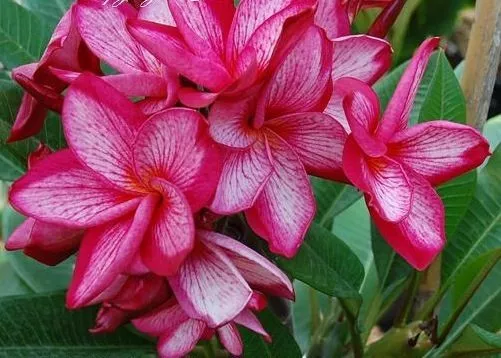 5 Pink White Plumeria Seeds Plants Flower Lei Hawaiian Perennial Flowers 201 - $18.88