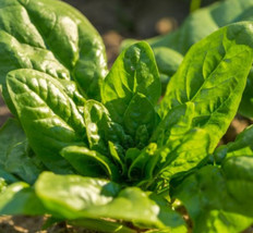US Seller 500 Seeds Spinach Bloomsdale Long Standing Harvest 45 Days Coo... - £8.01 GBP