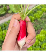 Thumb sized Fruit Radish Seeds Container Radish Early Mini Sweet Crisp R... - $281.62 MXN