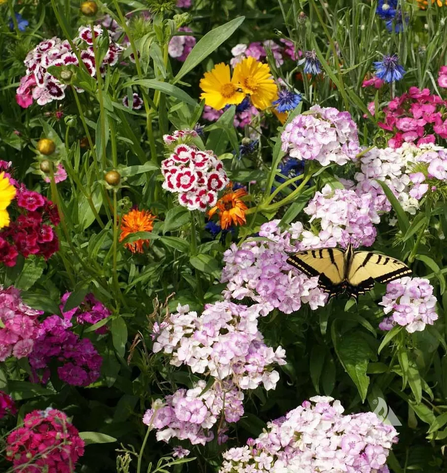 TKBONStore Wildflower Mix The Butterfly Mixture Milkweed Non-Gmo 500 Seeds - £7.65 GBP