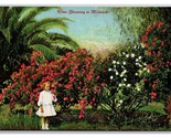 Roses Blooming in Midwinter California CA UNP DB Postcard Z4 - $3.91