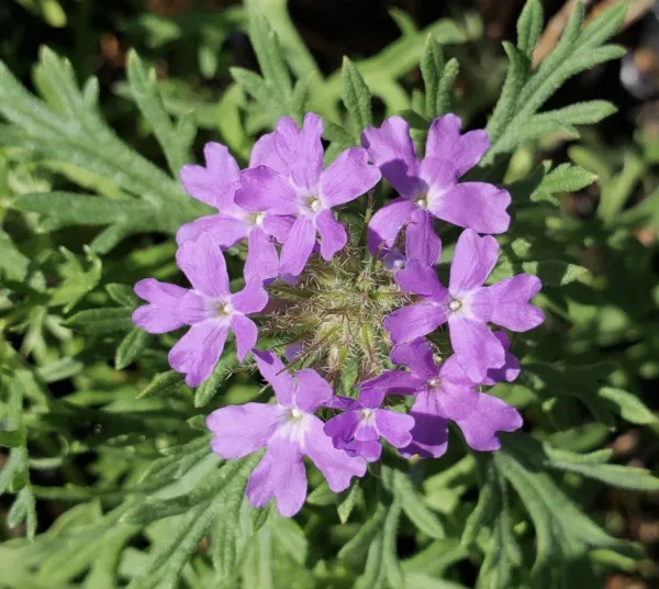 Dakota Vervain Prairie Verbena Glandularia Bipinnatifida 300 Seeds 2023 Garden F - £10.79 GBP