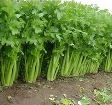 1000 Celery Seeds Tall Utah 52-70 Heirloom Fresh Seeds - $13.56