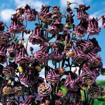 25 Pleated Blackberry Aquilegia Columbine Perennial Flower Seeds Gardeni... - $13.13