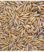 Avena sativa seed for Deer Turkey Food Plot Wildlife Oatgrass Bulk USPS ... - $8.21 CAD+