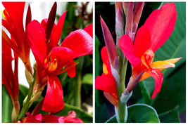 10 Red Orange TALL Robert Kemp Canna Lily Seeds Live Plant - Home Garden - £25.57 GBP