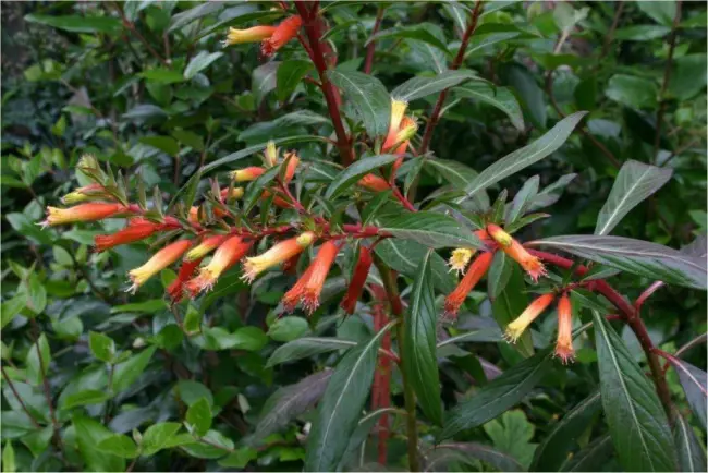 Cuphea Micropetala Candy Corn Perennial Seeds Fresh Garden - £7.51 GBP