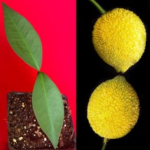 Bacuri Bacurizinho Garcinia Acuminata Mangosteen Tropical Fruit Tree Plant - £19.41 GBP