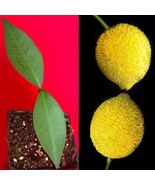 Bacuri Bacurizinho Garcinia Acuminata Mangosteen Tropical Fruit Tree Plant - £19.32 GBP