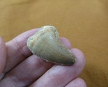 (DF233-157) 1-3/8&quot; Fossil MOSASAURUS Dinosaur tooth Mosasaur dig fossil ... - $20.56