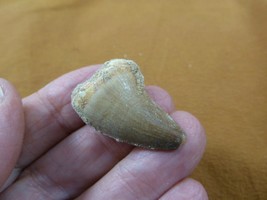 (DF233-157) 1-3/8&quot; Fossil MOSASAURUS Dinosaur tooth Mosasaur dig fossil teeth - £16.39 GBP