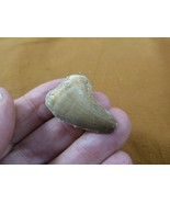 (DF233-157) 1-3/8" Fossil MOSASAURUS Dinosaur tooth Mosasaur dig fossil ... - €17,52 EUR