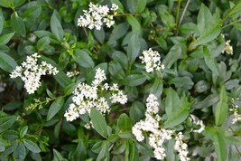 20 seeds Ligustrum --Classic Privet Shrub - $3.99