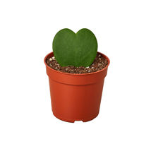 Live Plant Hoya Sweetheart - 4&quot; Pot Gardening - £39.37 GBP