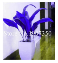 SEEDS 100 pcs BLUE Coloful Hosta Plants Perennials Lily Hosta Flower - £7.85 GBP