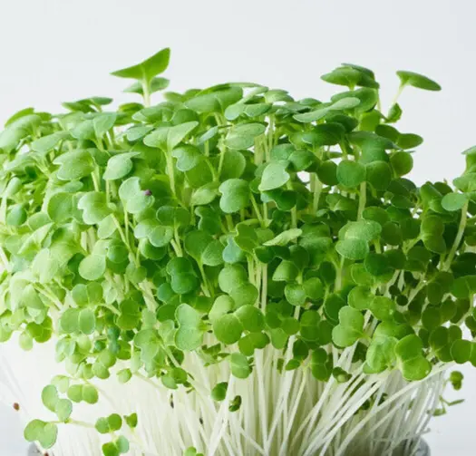 Bulk Vegetable Seeds 3,000+ Tatsoi Mustard Pak Choi Microgreens Or Plant... - $10.90