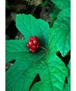 6 Goldenseal (Hydrastis canadensis) &#39;Live root&#39; - £10.25 GBP