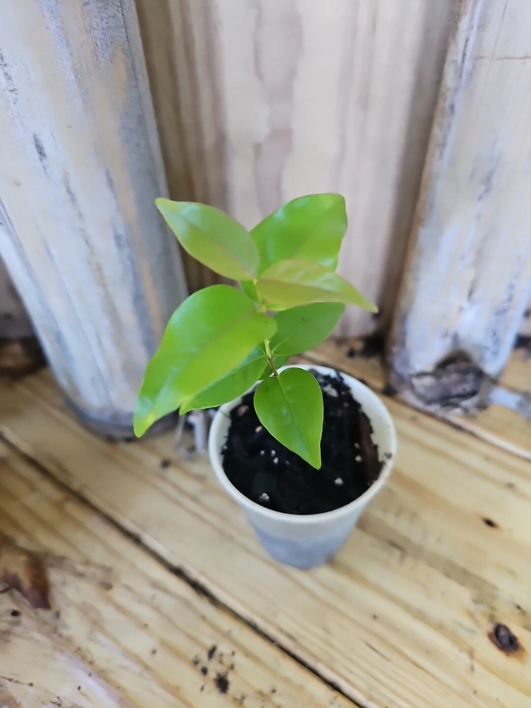 6.5&quot; Surinam Cherry Uniflora live Plant seedling Edible 2,5&quot; Pot - $33.90