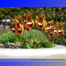 Calceolaria Uniflora Flower Seeds 30 Seeds Lady S Purse Slipper Flowers ... - $8.97