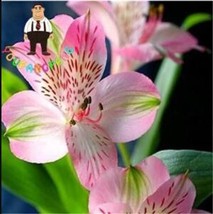 100 Seeds Peruvian Lily Alstroemeria Seeds Water Pink Flowers With Brown Stripes - $9.11