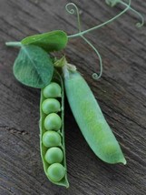 Seeds 25 Thomas Laxton Pea Pod Vegetable Garden Heirloom VINE TRELLIS - £8.84 GBP