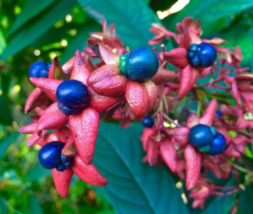 10 Seeds Tube Flower Clerodendrum Indicum  - £15.75 GBP