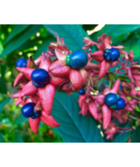 10 Seeds Tube Flower Clerodendrum Indicum  - £15.78 GBP